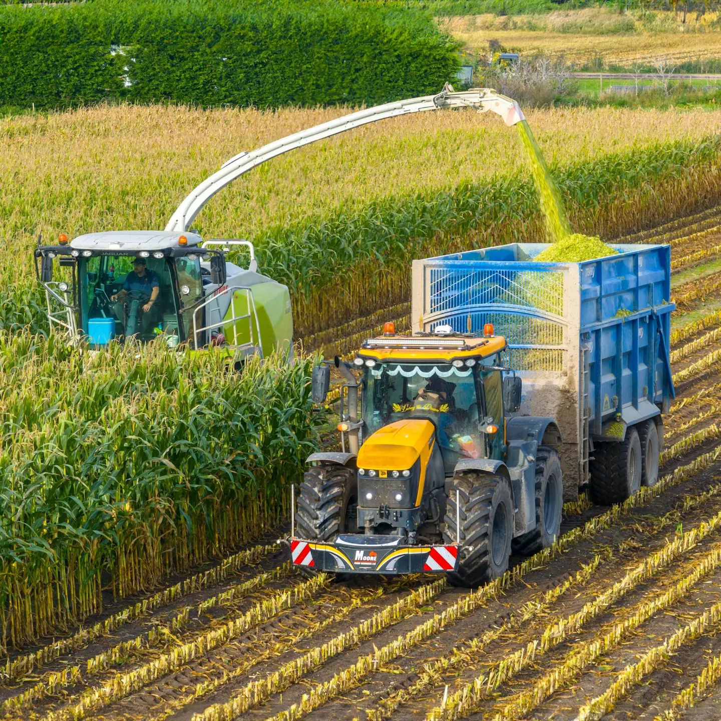 A yellow tractor with a front weight bumper pulls a blue trailer being filled with chopped crops in a harvested field