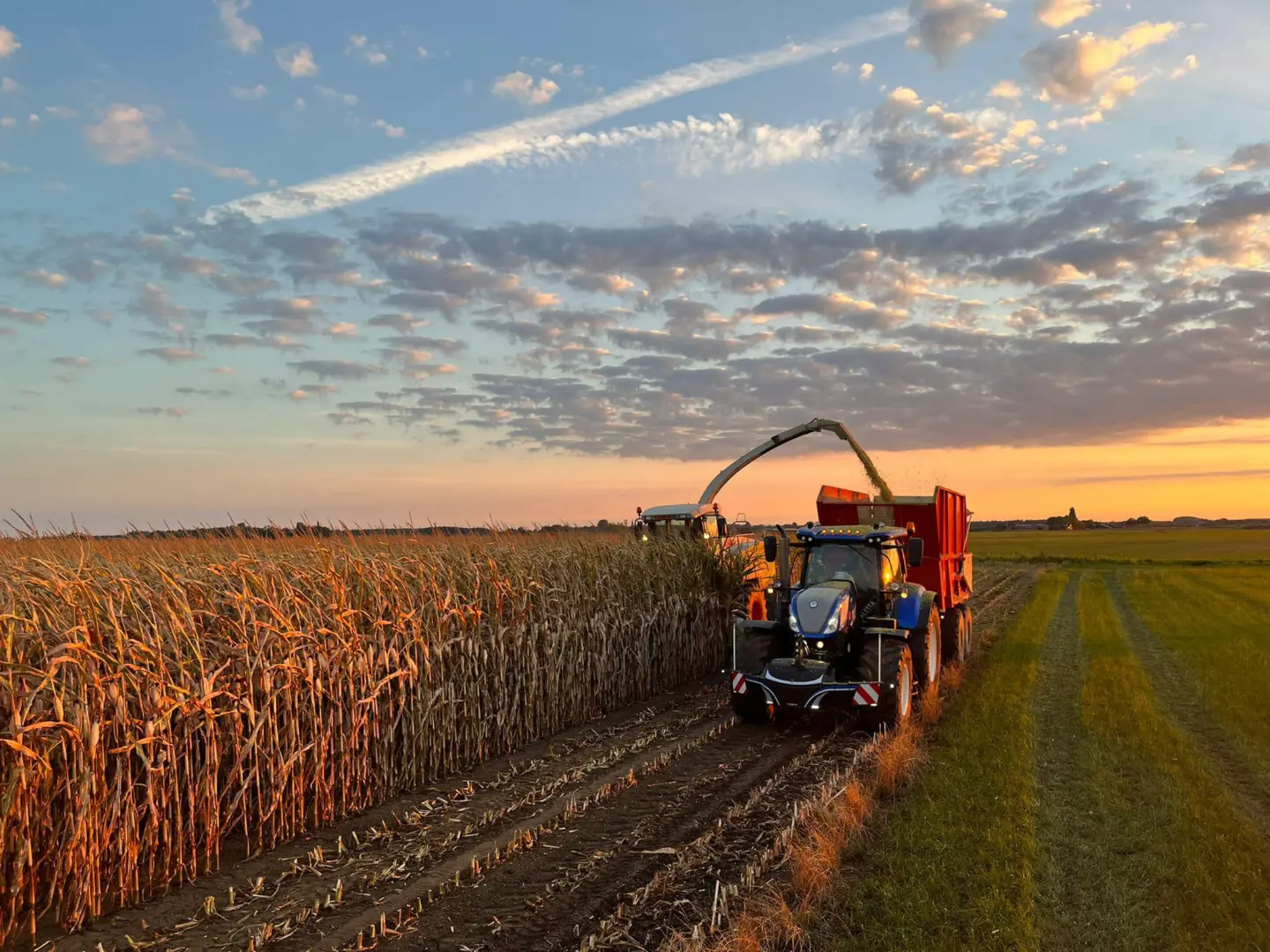 Blue tractor with a front weight bumper harvesting corn beside a red trailer in a field at sunset